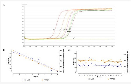 Оптимизация петлевой изотермической амплификации для выявления гриппа птиц