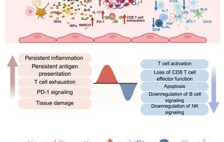 Иммунопатогенез смертельной инфекции, вызванной вирусом гриппа птиц H5N1, клады 2.3.4.4b, у макак