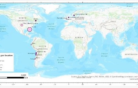 Опасность распространения высокопатогенного гриппа птиц среди китообразных