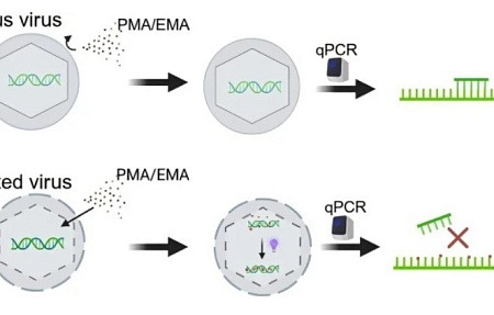 Быстрая дифференциация жизнеспособного и инактивированного вируса африканской чумы свиней методом количественной ПЦР