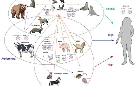 Высокопатогенный грипп птиц H5N1: история, текущая ситуация и перспективы