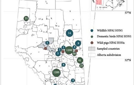 Серологические доказательства присутствия вируса высокопатогенного гриппа птиц подтипа H5N1 у инвазивных популяций диких свиней в западной части Канады