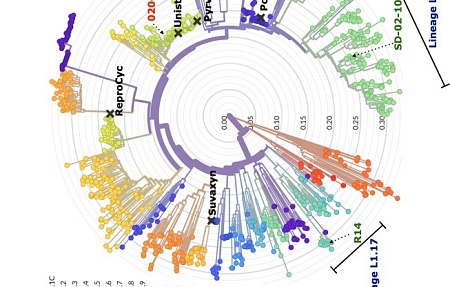 Коинфекция, вызванная вирусом репродуктивно-респираторного синдрома свиней 1-го и 2-го типов, в свиноводческом хозяйстве в Японии