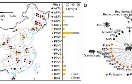 Роль диких кабанов в распространении вирусов среди диких и домашних животных