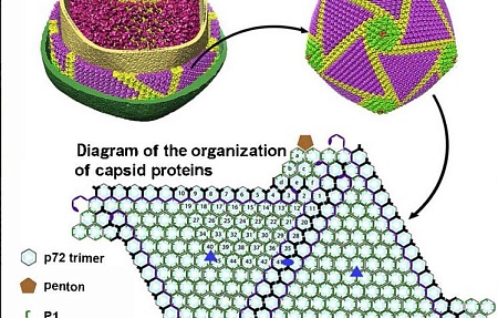 Африканская чума свиней: обзор современных данных
