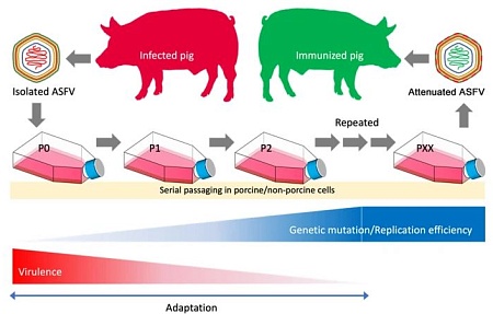 Прогресс в области in vitro-размножения вируса африканской чумы свиней и его значение для разработки вакцины