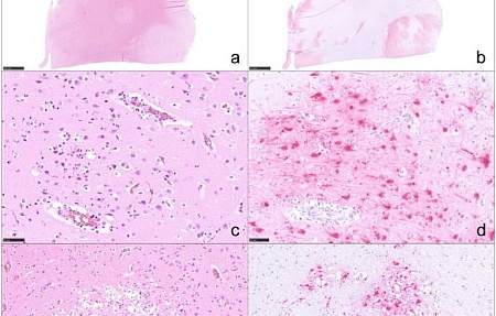 Инфекция, вызванная вирусом высокопатогенного гриппа птиц H5N1 у кошек: прошлое и настоящее