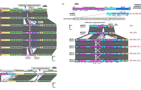 Мобильный резистом твёрдых биологических отходов: секвенирование плазмид выявляет клинически значимые гены антибиотикорезистентности