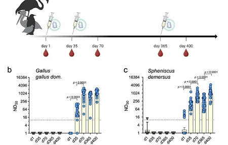 Вакцинация с использованием РНК-репликона обеспечивает длительную защиту от гриппа птиц H5N1 у 23 видов птиц в зоопарках