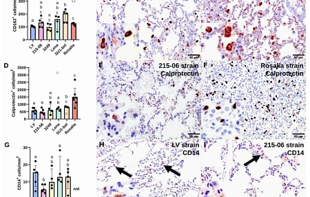 Характеристика клеточной инфильтрации легких на ранней стадии инфекции, вызванной штаммами вируса репродуктивно-респираторного синдрома свиней 1-го типа различной вирулентности.