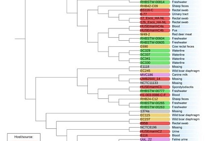 Characterization and comparative analysis of the Escherichia marmotae M-12 isolate from bank vole (Myodes glareolus)