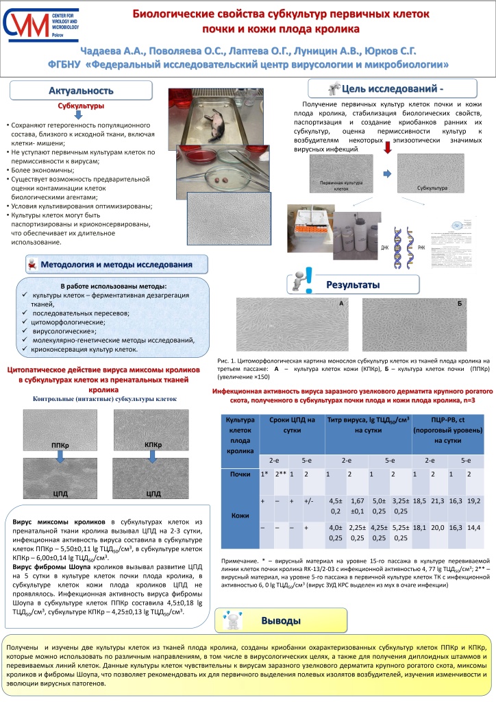ПОСТЕР Биологические свойства субкультур первичных клеток почки и кожи плода кролика_page-0001.jpg