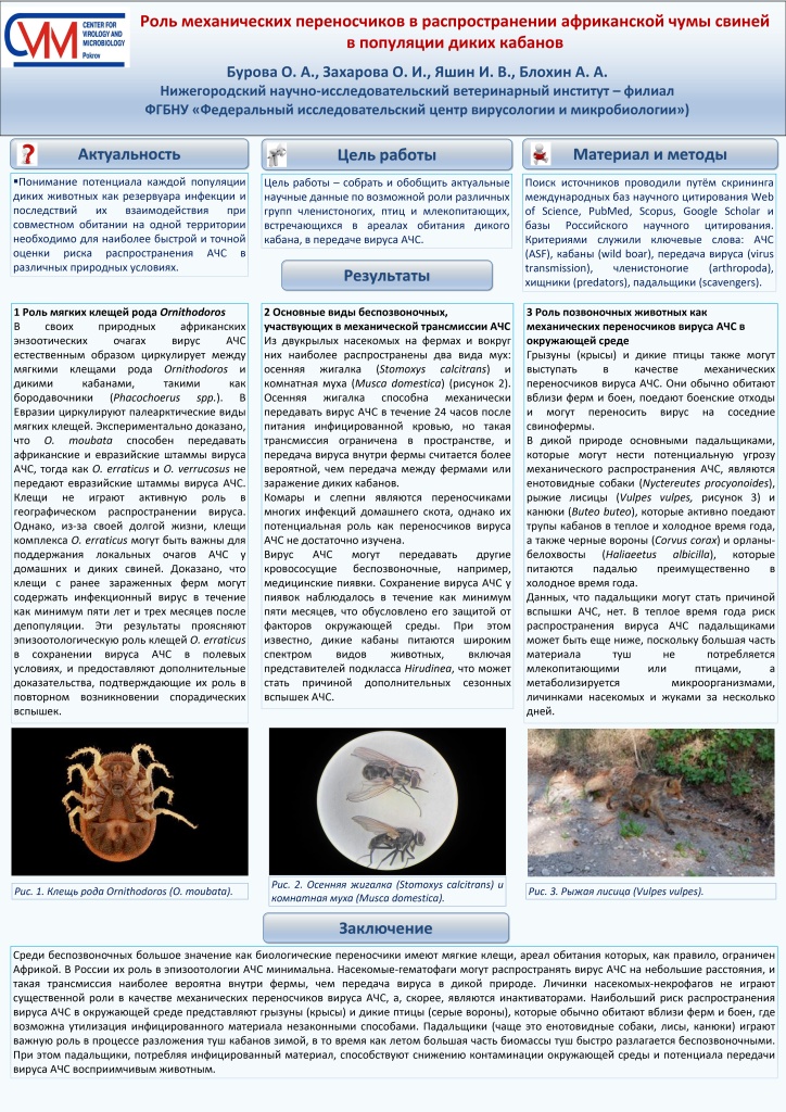 ПОСТЕР Роль механических переносчиков в распространении африканской чумы свиней в популяции диких кабанов_page-0001.jpg