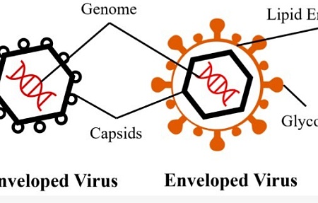 Эффективность противомикробных препаратов против оболочечных и безоболочечных вирусов на пористых материалах: обзор