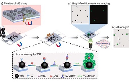 Цифровой иммуноферментный анализ с открытой поверхностью, основанный на магнитной ловушке и алгоритмах глубокого обучения, для быстрого и высокочувствительного выявления вируса африканской чумы свиней