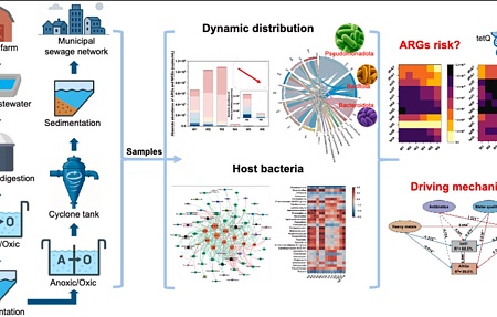 Судьба генов антибиотикорезистентности в процессе очистки сточных вод свиноводческих предприятий: движущие факторы и оценка экологического риска