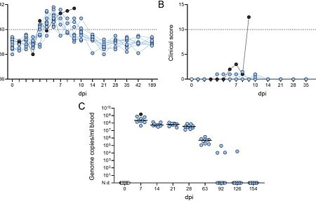 Продолжительность иммунитета после заражения умеренно вирулентным вирусом АЧС