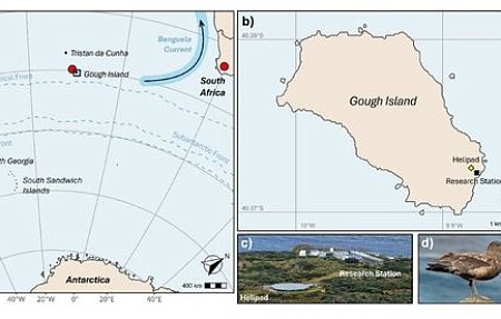 Исследование случаев проникновения вируса высокопатогенного гриппа птиц H5N1 на удаленные острова: выявление присутствия H5N1 на острове Gough в южной части Атлантического океана