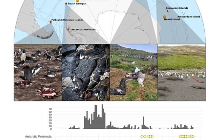 Распространение, адаптация и устойчивость вируса H5N1 в субантарктической зоне и Антарктиде