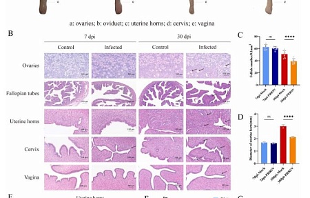 Патогенность вируса репродуктивно-респираторного синдрома свиней для репродуктивной системы самок: патологическое поражение рогов матки и задержка развития