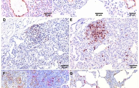 Иммунопатогенез поражений легочной ткани, обусловленный высоковирулентным вариантом вируса РРСС-1 «Розалиа» циркулирующим на территории Испании с 2020 года