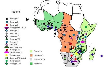 Врожденная устойчивость к вирусу африканской чумы свиней: актуальные научные данные и перспективные направления исследований