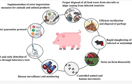 Растущая угроза африканской чумы свиней в Азии
