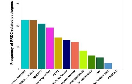 Масштабное распространение патогенов, ассоциированных с комплексом респираторных заболеваний свиней, в свиноводческих хозяйствах Испании