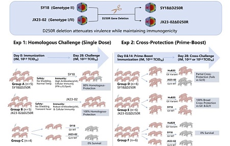 Делеции в генах гибридных генотипов I и II вируса АЧС, локализованные в участке D250R, индуцируют выраженный иммунный ответ и обеспечивают защитный эффект как против родительских штаммов, так и против изолятов генотипа II