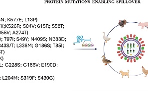 Мутации вирусных белков, способствующие адаптации вирусов гриппа А к млекопитающим: стратегии снижения зоонозных рисков и перспективы на будущее