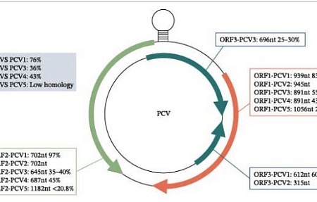 Актуальные проблемы и научные достижения в исследованиях цирковируса свиней: обзор десятилетия