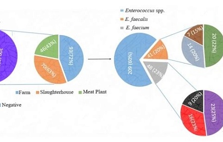 Мониторинг энтерококков, устойчивых к антибиотикам, включая виды Enterococcus faecalis и E. faecium, на всех этапах производственного процесса: анализ рисков, связанных с образованием биопленок и резистентностью изолятов к антибактериальным препаратам