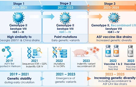 Перспективы и проблемы использования живых аттенуированных вакцин против вируса АЧС во Вьетнаме